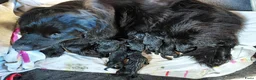Kruising honden te koop: Pup Newfoundlander x Leonberger reutje - Advertentie 16