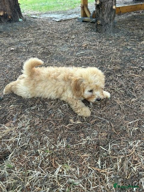 Kruising honden Maltipoo x mini labrdoodle - Advertentie 4