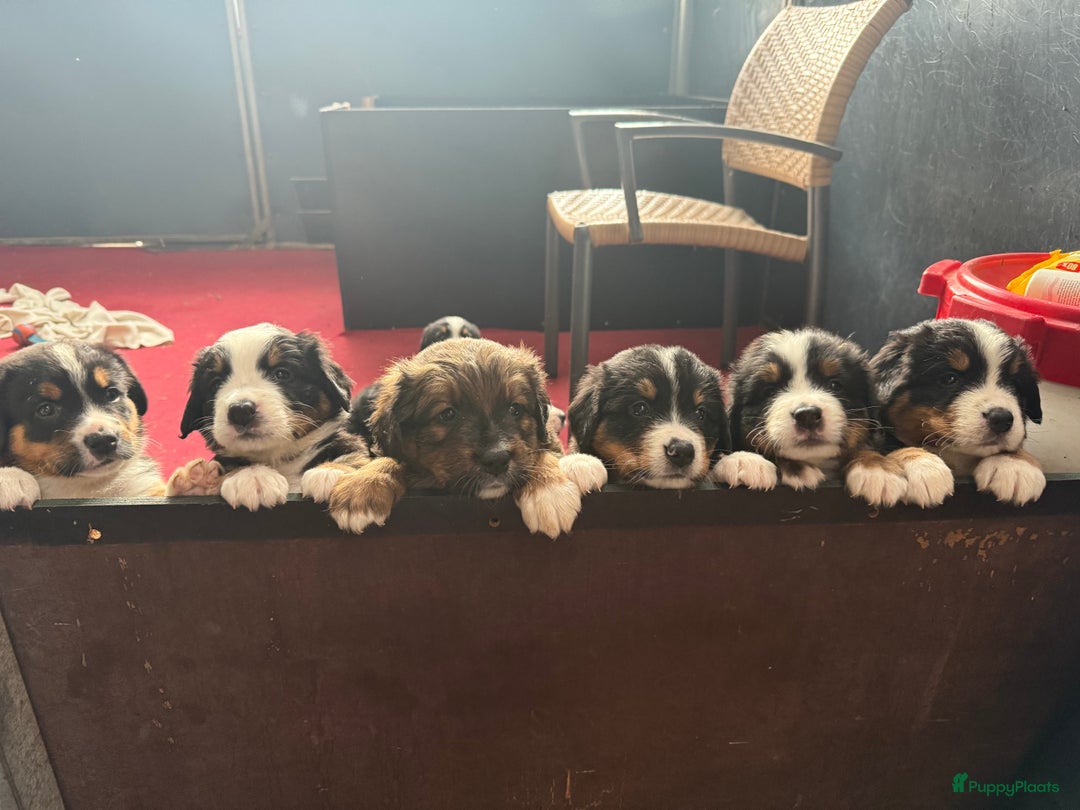 Berner Sennenhond honden te koop: Berner Sennen x Appenzeller pups te koop - Afbeelding 1