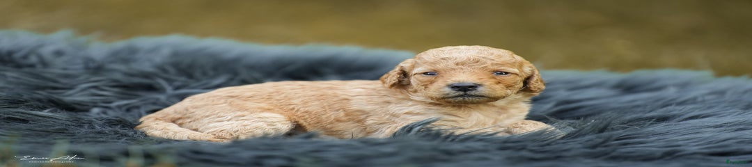Labradoodle Puppy abrikoos