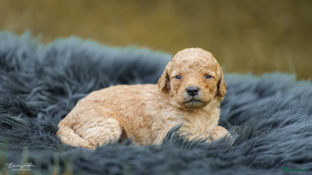 Labradoodle honden te koop: Prachtige multigen Labradoodles wavy vacht - Afbeelding 25