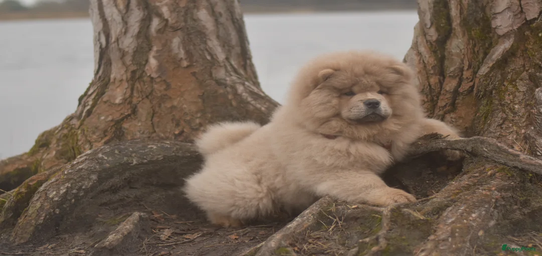 Galerij afbeelding {{count}}