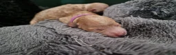 Poedel Toy honden te koop: Toy poedel puppies! - Advertentie 10