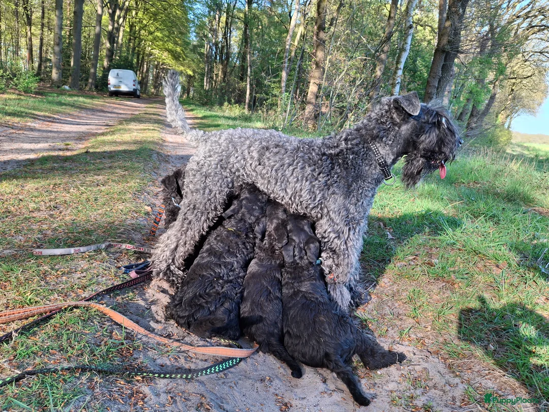 Kerry Blue Terriër honden te koop: Kerry Blue Terrier. Beschikbaar in Odoorn - Advertentie 2