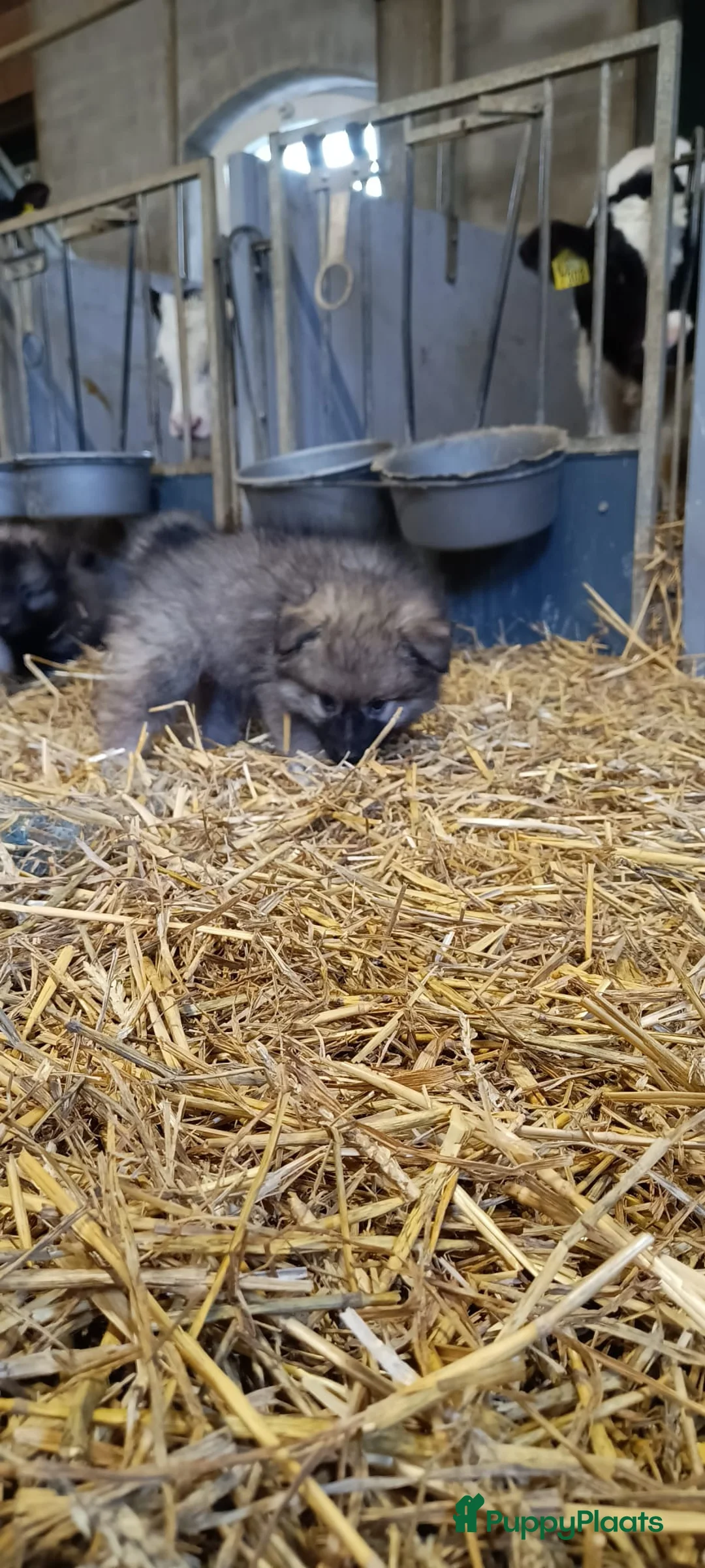 Keeshond honden te koop: Keeshond wolfsgrauw. Grijs. Blauw. - Advertentie 10