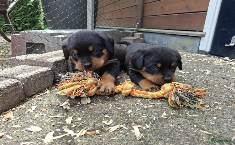 Rottweiler honden - Advertentie 1