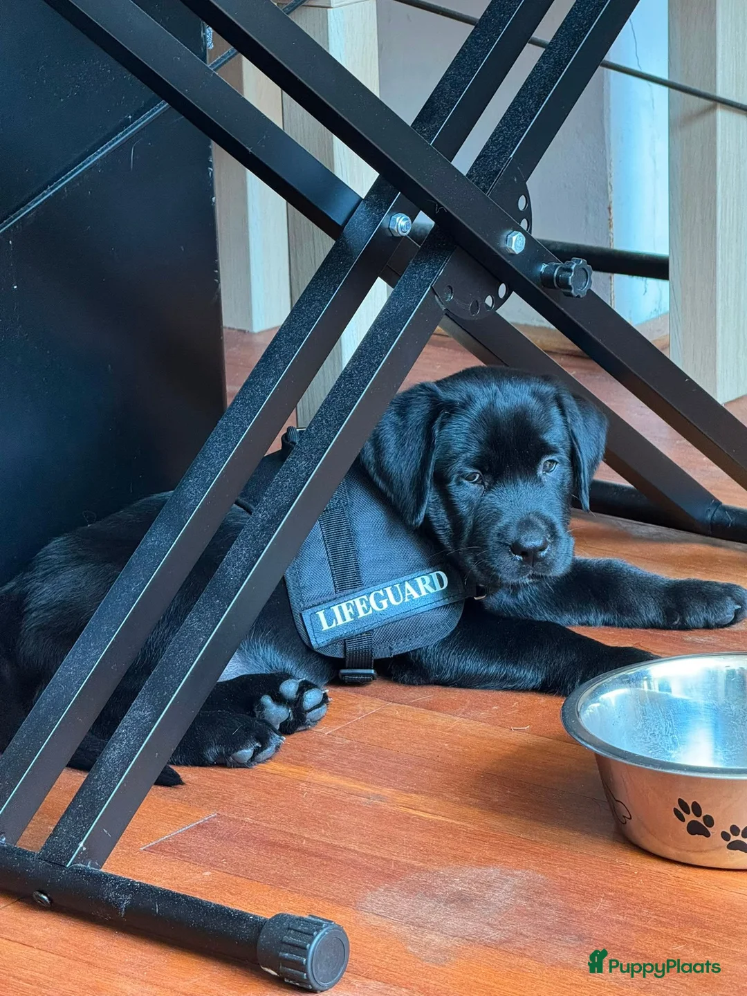 Labrador Retriever honden te koop: Labrador retriever 2 months in Den Haag - Advertentie 1