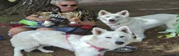 Zwitserse Witte Herdershond honden te koop: Nestje verwacht van Zwitserse herder(met stamboom) - Advertentie 15