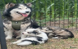Pomsky honden te koop: Prachtige pomsky pups - Afbeelding 1