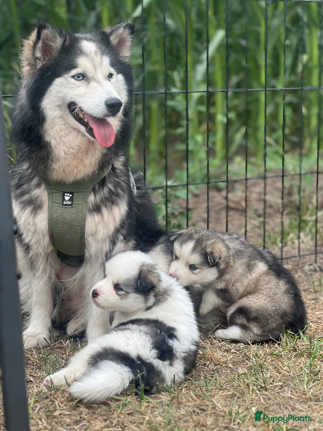 Pomsky honden te koop: Prachtige pomsky pups - Afbeelding 1