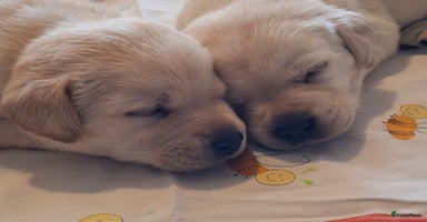 Labrador Retriever honden labrador retriever pups stamboom!! Zwart en blond - Advertentie 1