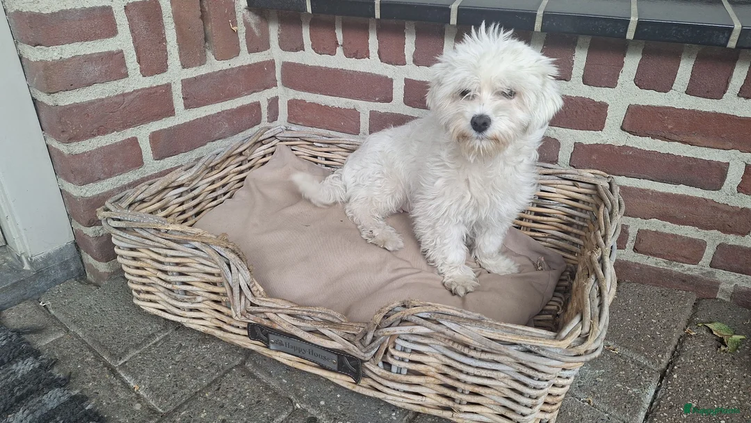Maltezer honden te koop: Mini maltezer leeuwtjes. Vader en moeder aanwezig. - Advertentie 5
