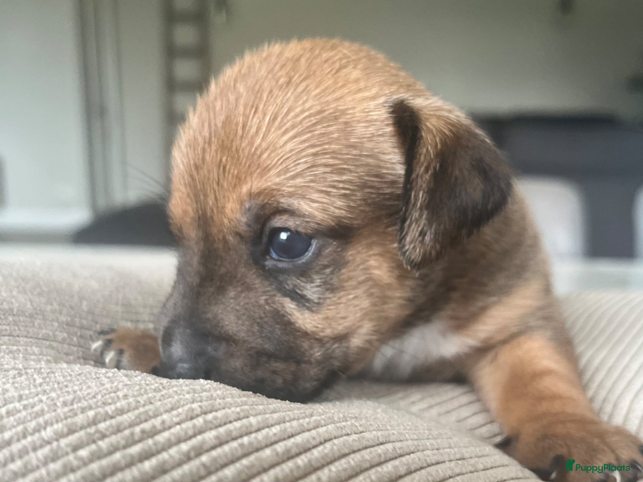 Jack Russel Terriër honden Onze Jack Russell Nel heeft pups - Advertentie 3