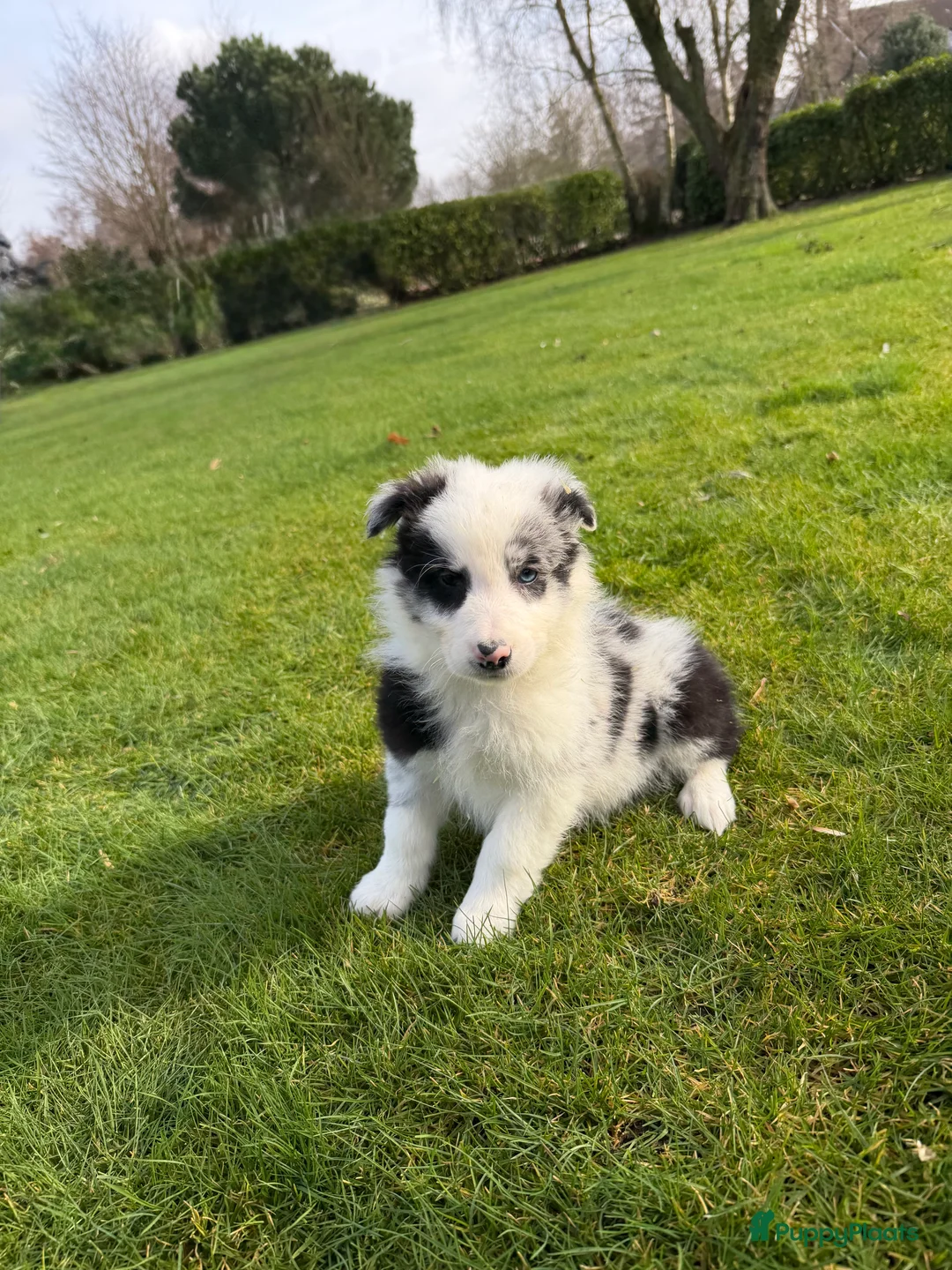 Kruising honden te koop: Australian Shepherd x Border Collie pups - Advertentie 5