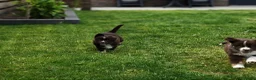 Miniature American Shepherd honden te koop: Mini American Shepherd pup teefje - Advertentie 7