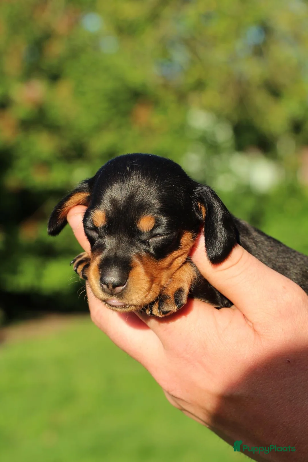Teckel (korthaar)  honden te koop: Mooie teckel pups black en tan - Advertentie 2