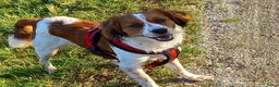 Kooikerhondje honden ter dekking: Kooiker dekreu aangeboden in Sumar - Advertentie 8