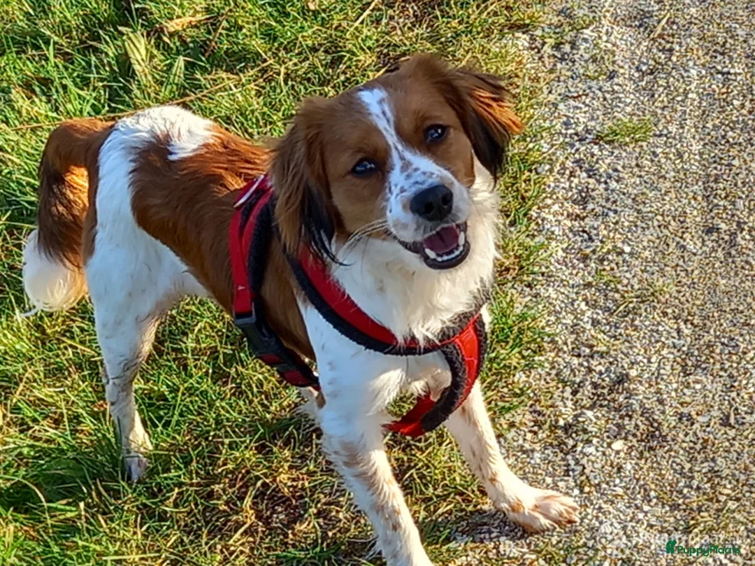 Kooikerhondje honden ter dekking: Kooiker dekreu aangeboden in Sumar - Advertentie 8