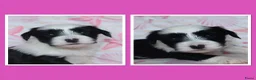 Tibetaanse Terriër honden te koop: Tibetaanse terrier pups  - Advertentie 9