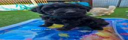 Labradoodle honden te koop: Poedel outcross pups | DNA-geteste ouderdieren - Advertentie 11