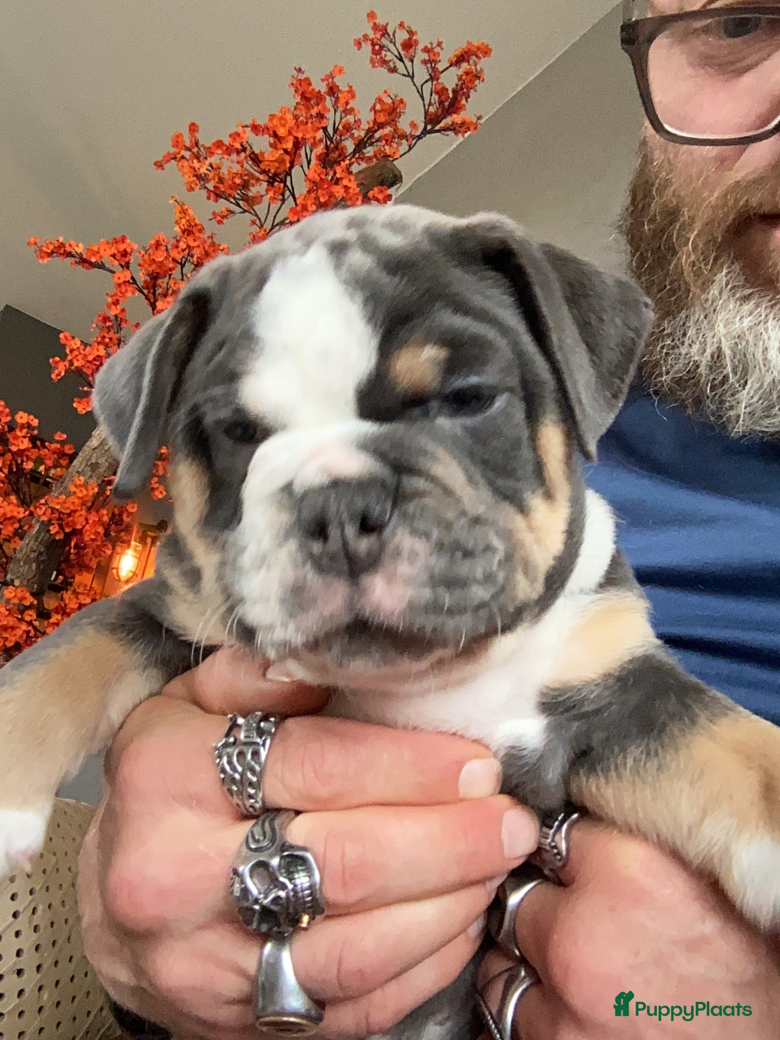 Old English Bulldog honden Prachtige Bulldog puppies - Advertentie 1