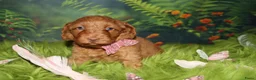 Australian Labradoodle honden te koop: 1 teefje en 3 reutjes Australian labradoodle pups - Advertentie 15