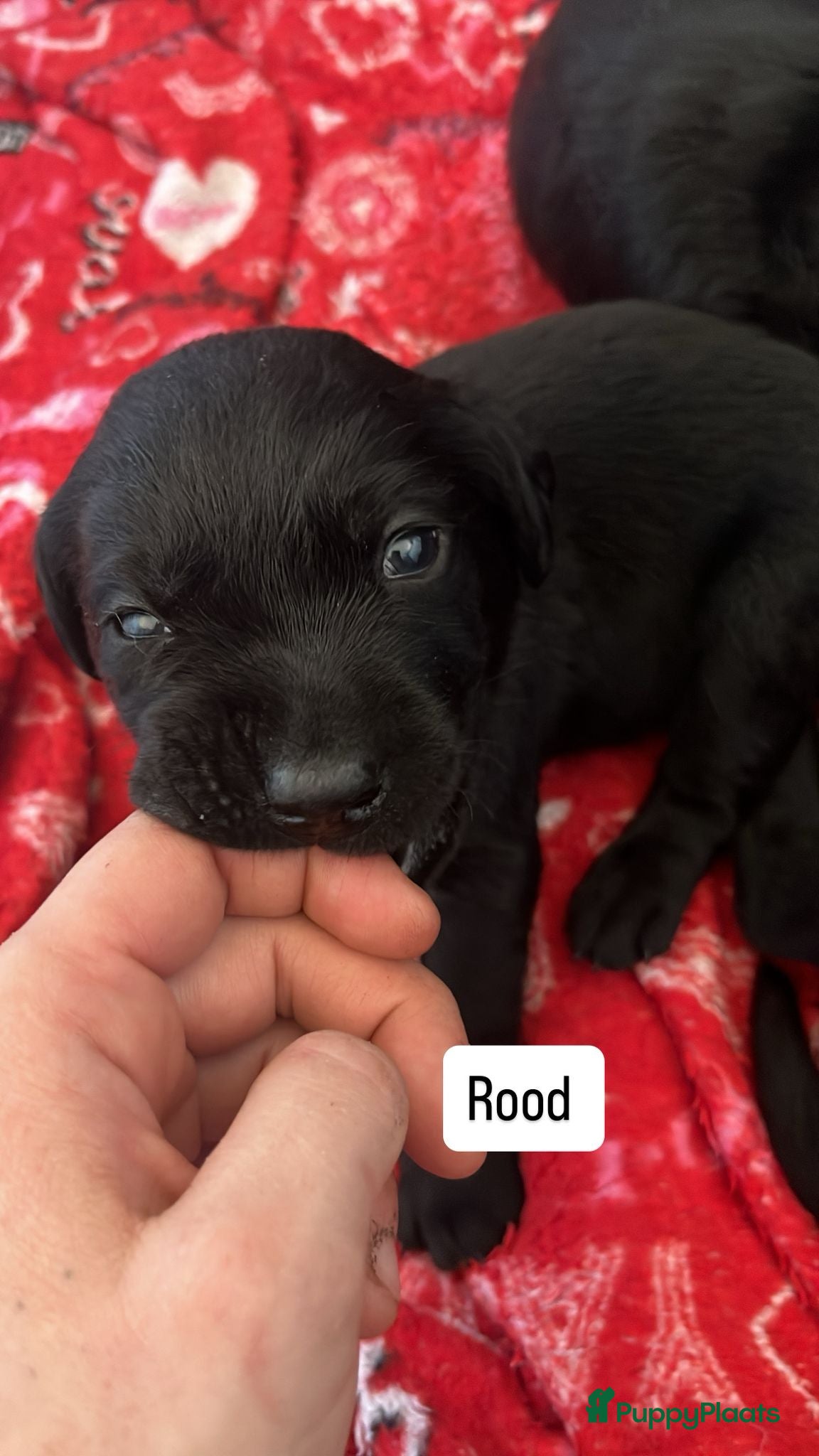 Labrador Retriever Puppy 5