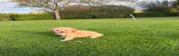 Labradoodle honden te koop: Dwergpoedel x Labradoodle pups - Advertentie 9