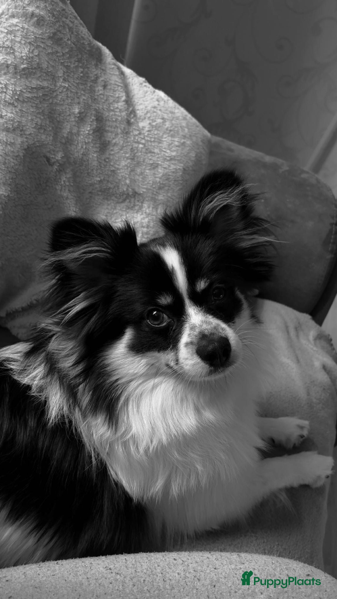 Pomeriaan honden Buddy - Advertentie 1