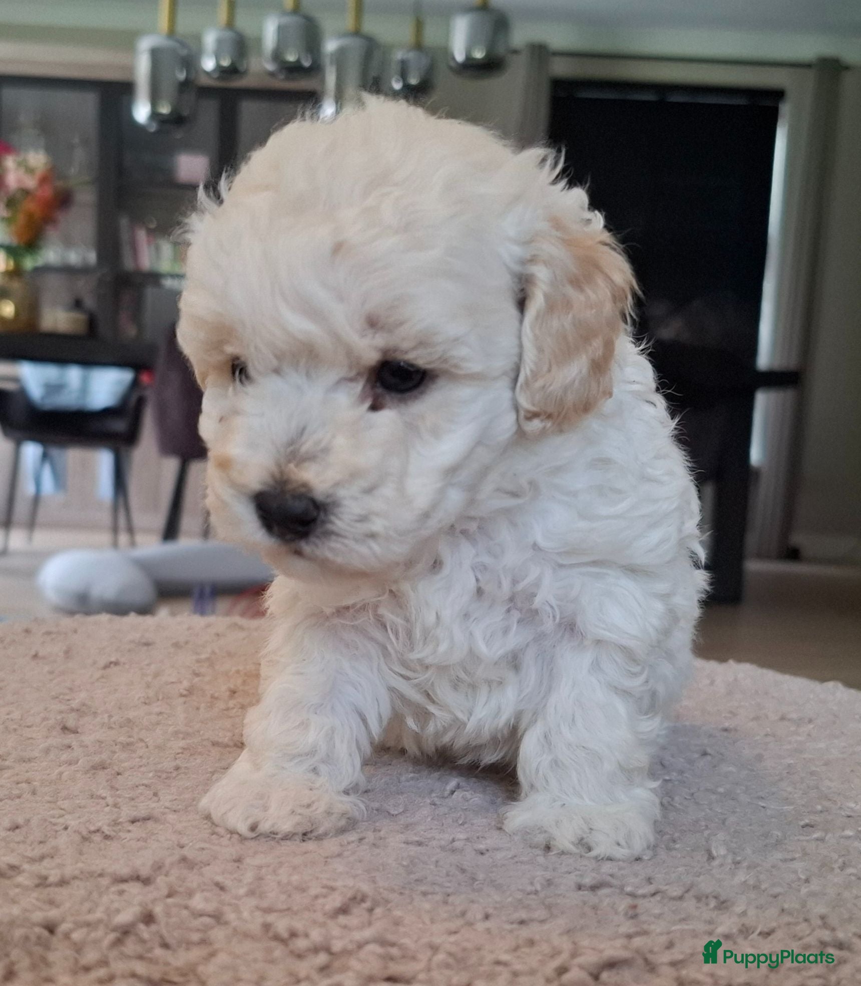 Maltipoo honden Prachtige kleine Maltipoo/Toy pups met garantie!🐶 - Advertentie 3