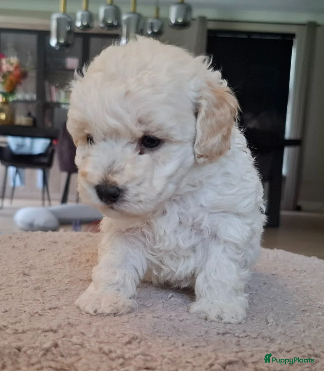 Maltipoo honden te koop: Prachtige kleine Maltipoo/Toy pups met garantie!🐶 - Advertentie 1
