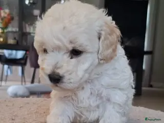 Maltipoo honden Prachtige kleine Maltipoo/Toy pups met garantie!🐶 - Advertentie 3