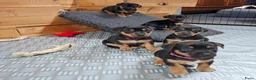 Jack Russel Terriër honden te koop: Jack russel black en tan pups in Biest-Houtakker - Advertentie 2