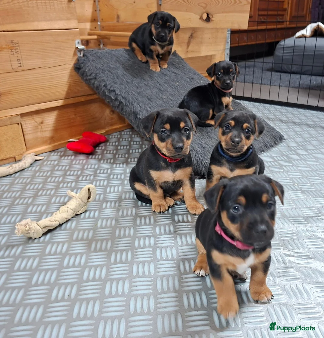 Jack Russel Terriër honden te koop: Jack russel black en tan pups in Biest-Houtakker - Advertentie 2