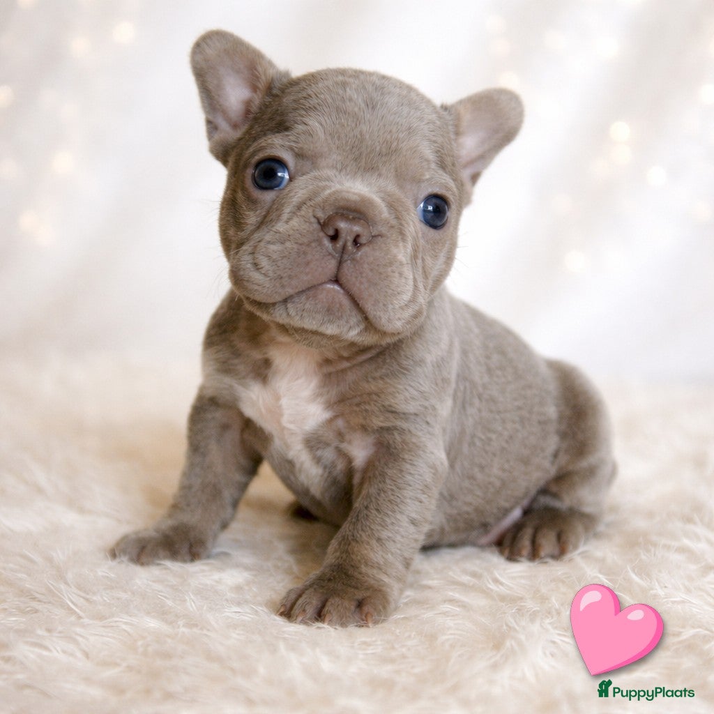 Franse Bulldog honden Prachtige Franse bulldogPups - Advertentie 2