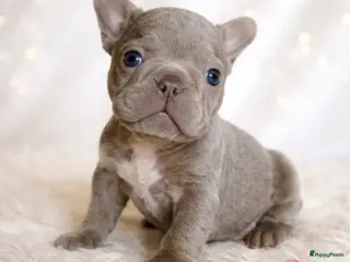Franse Bulldog honden Prachtige Franse bulldogPups - Advertentie 2