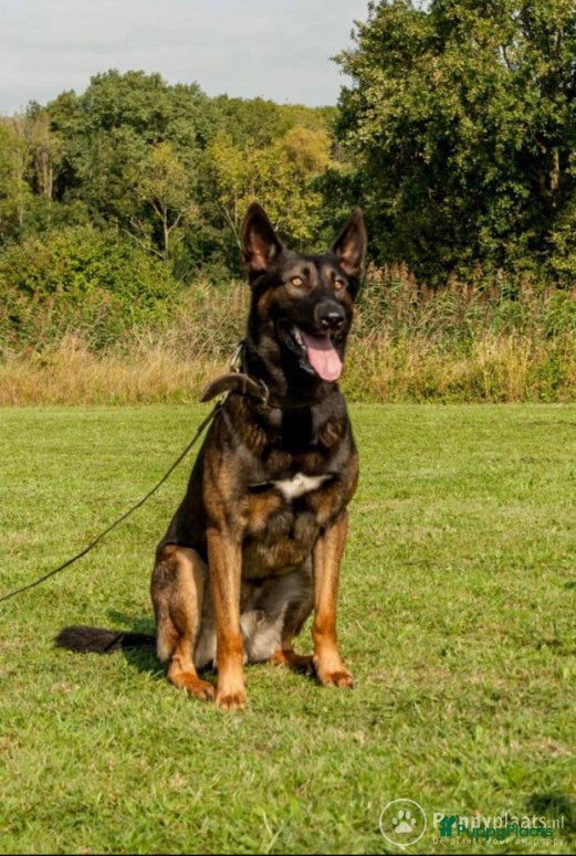Mechelse Herder honden Max dekreu in Tiel - Advertentie 17