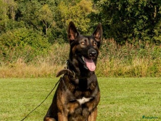 Mechelse Herder honden Max dekreu in Tiel - Advertentie 2