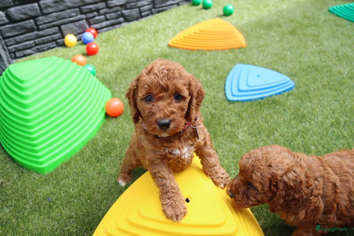 Australian Labradoodle honden te koop:  6 lieve Mini/medium Australian labradoodle pups - Advertentie 9
