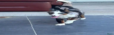 Miniature American Shepherd 1