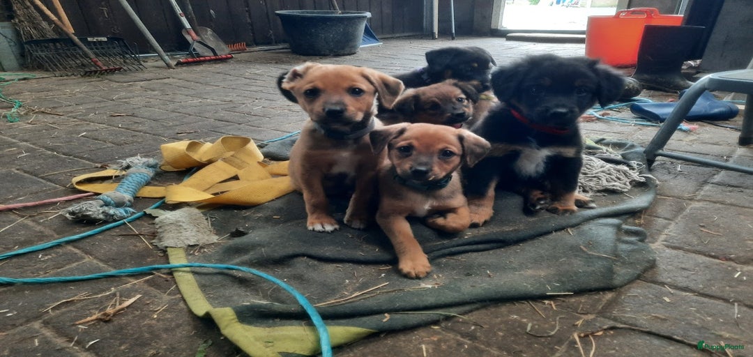 Galerij afbeelding {{count}}