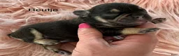Franse Bulldog honden te koop: Prachtig nestje Franse bulldog pups  - Advertentie 6