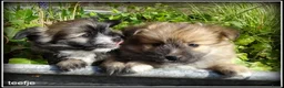 Kruising honden te koop: Pomeriaan x Boomer kruising pups - Advertentie 8
