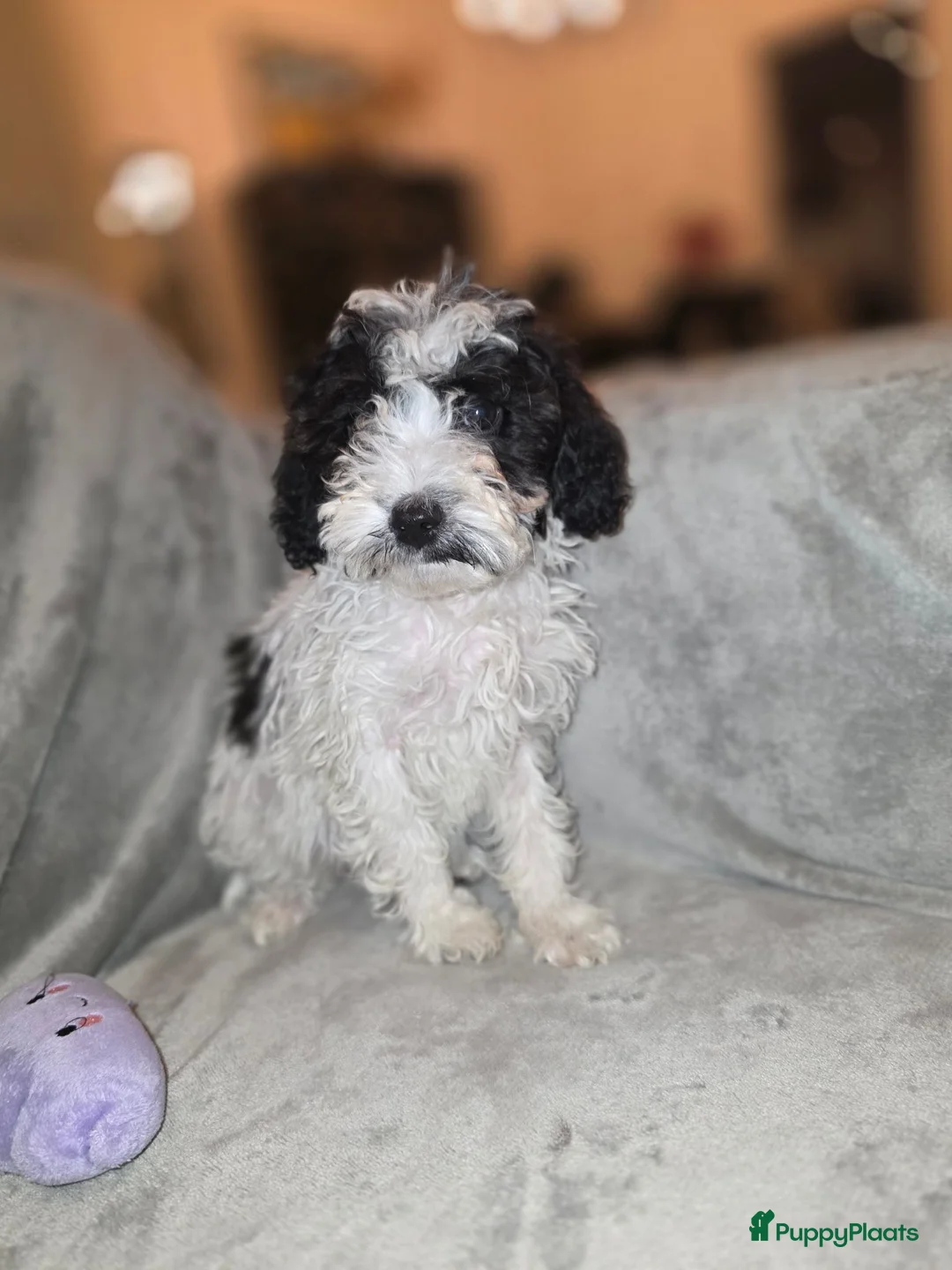 Maltipoo honden te koop: Mooie maltipoo pups 8 weken oud - Advertentie 12