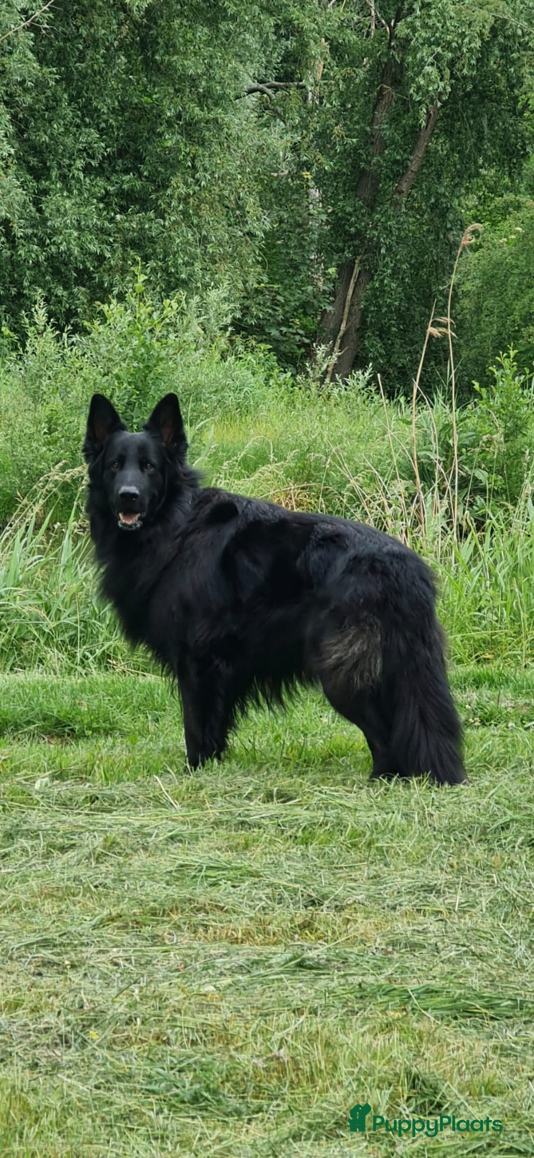 Duitse Herder honden te koop: Langstokharige zw. en zw.br. Duitse Herder puppies - Advertentie 16