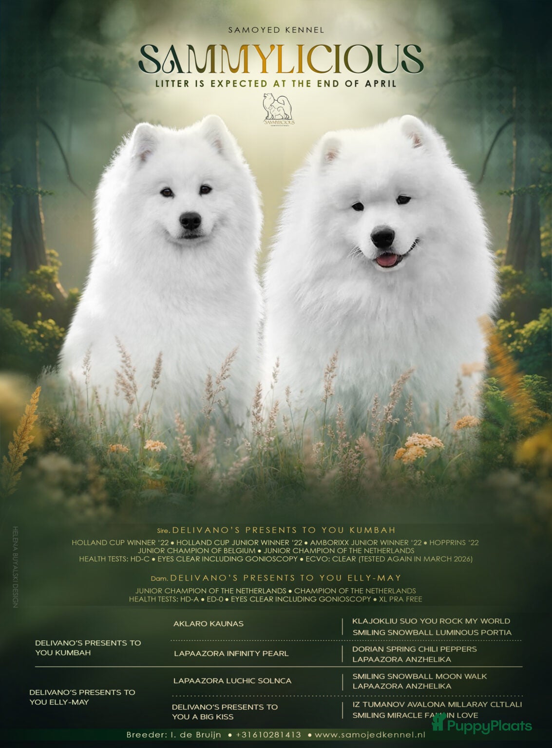 Samojeed honden Prachtige samojeden pups  - Advertentie 1