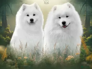Samojeed honden Prachtige samojeden pups - Advertentie 15