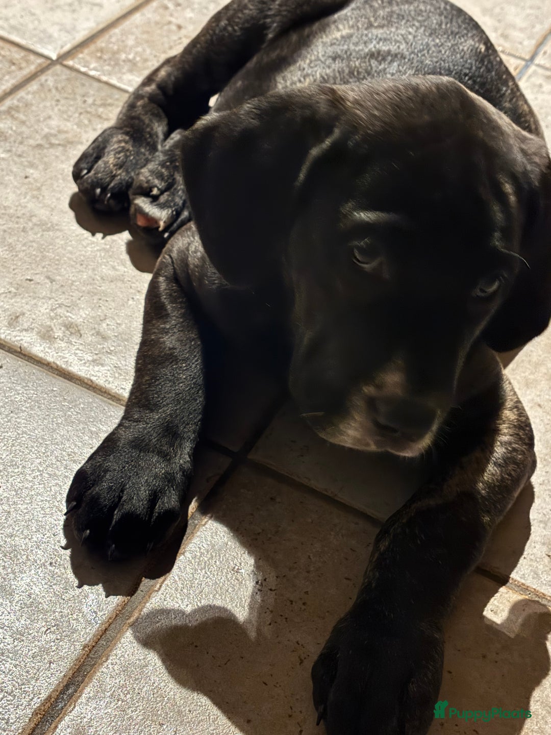 Kruising honden te koop: Mooie Presa/Fila 🥰 mastiff pups zoeken personeel  - Afbeelding 16