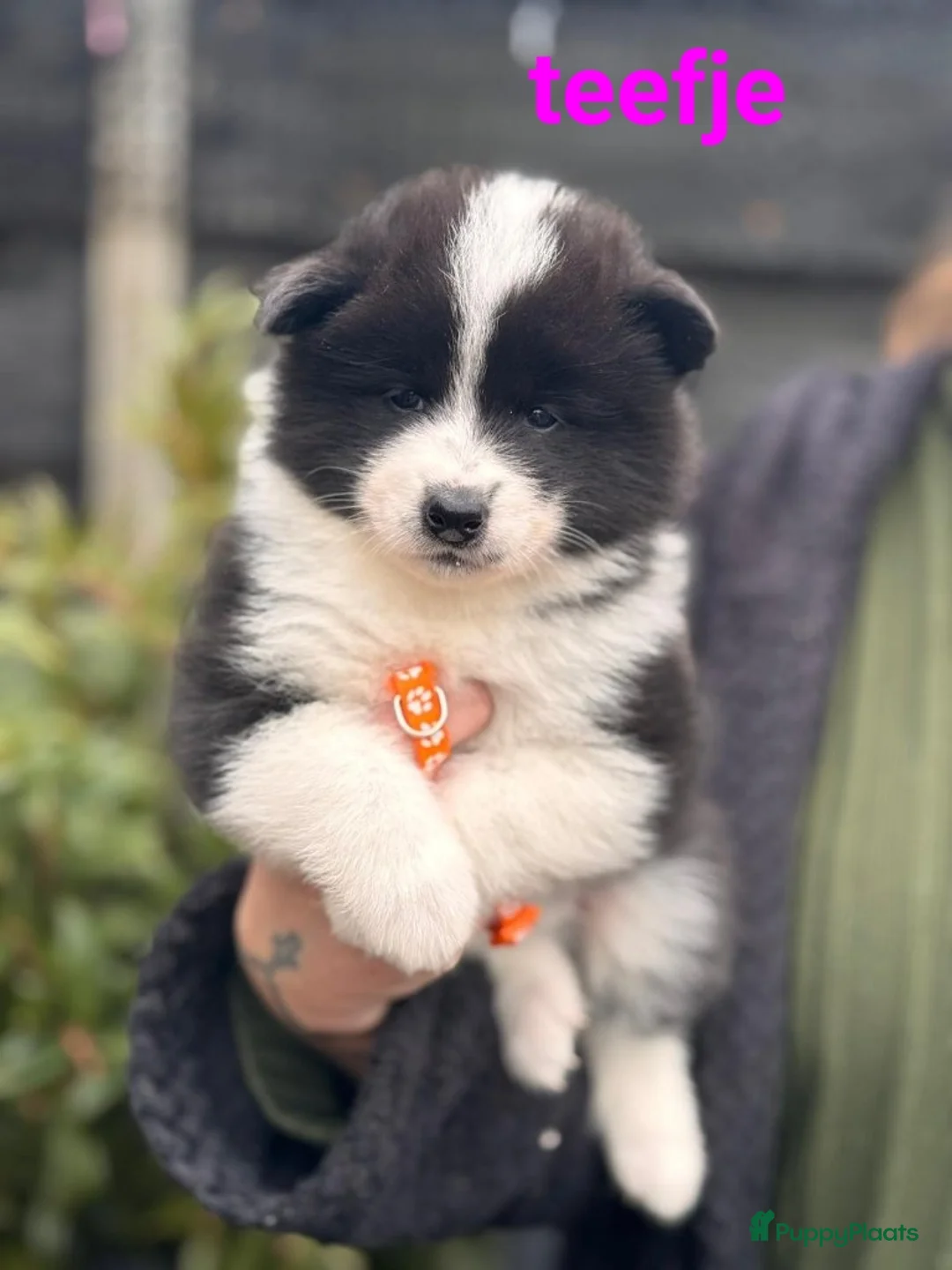 Kruising honden te koop: Pups samojeed j akita  - Advertentie 8