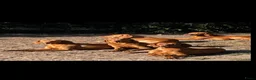 Vizsla korthaar honden te koop: Kortharige Hongaarse Vizsla-pups - Advertentie 19